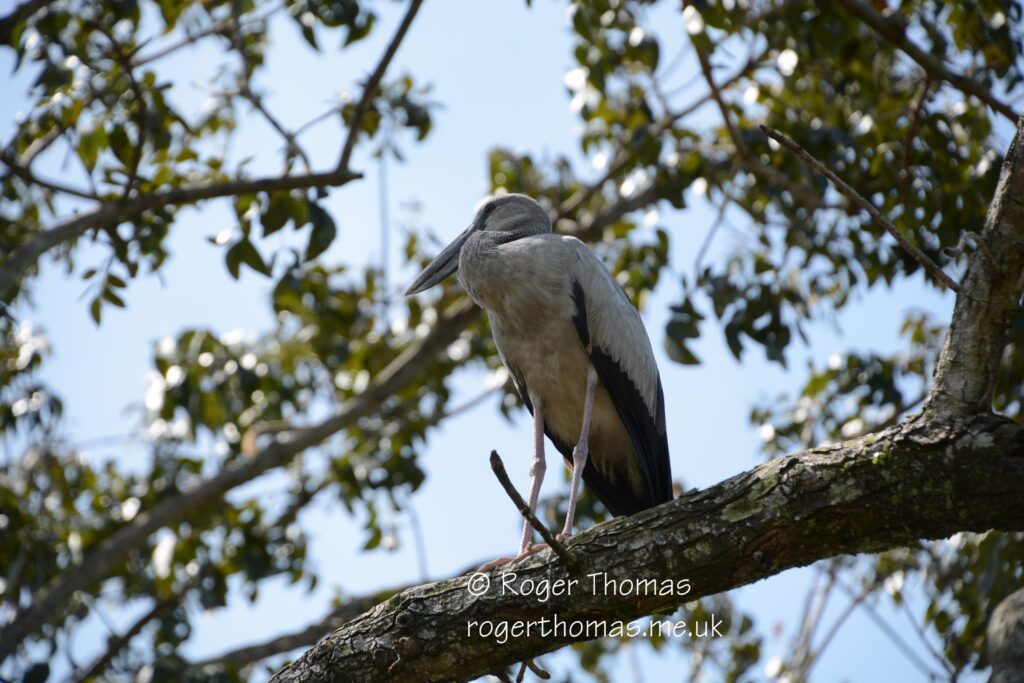 Juron Lake Gardens 002