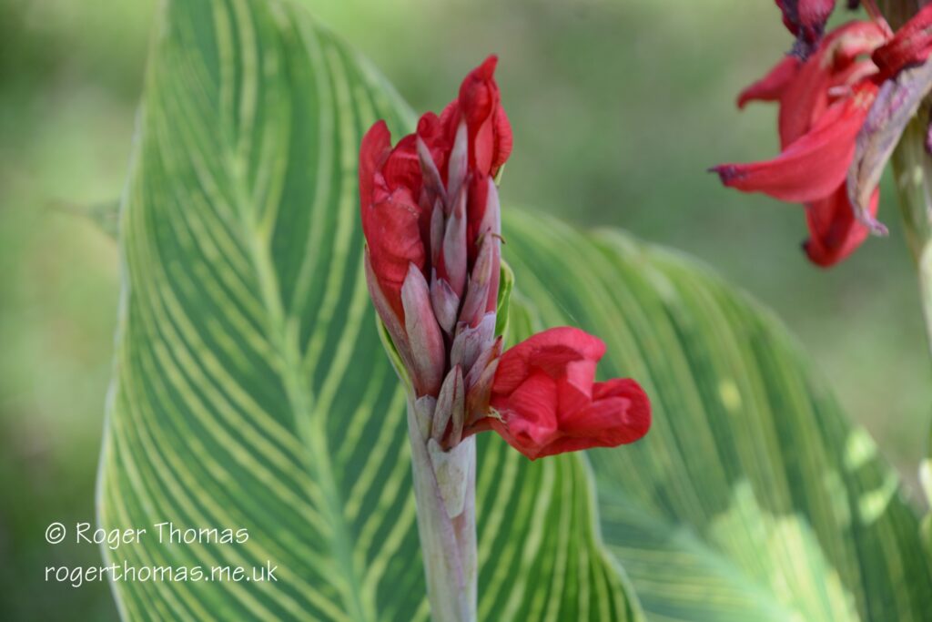 Juron Lake Gardens 007