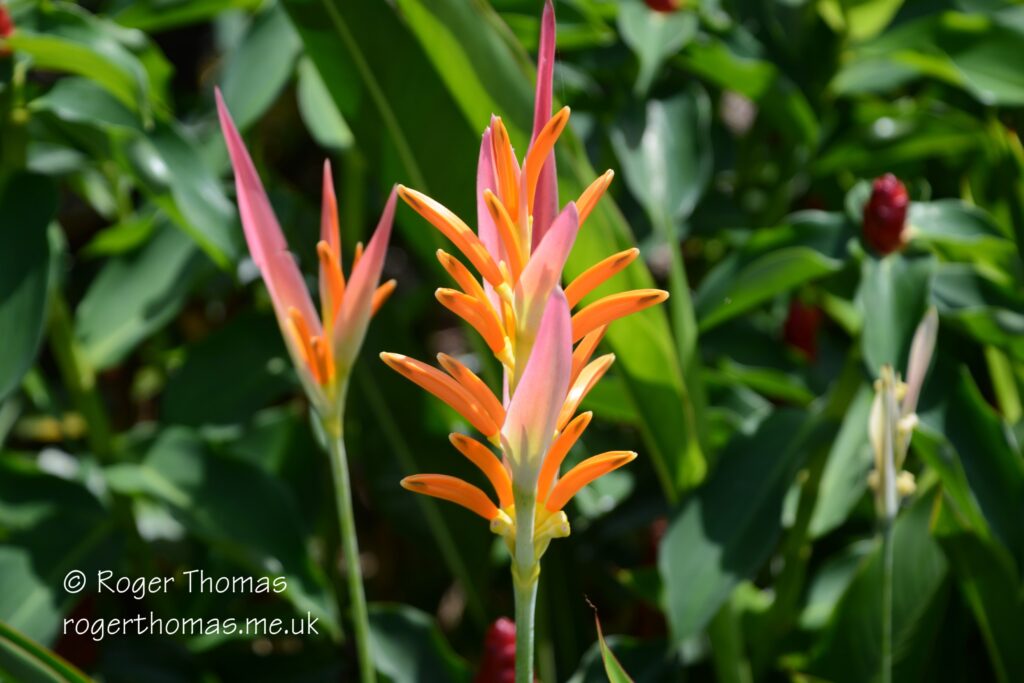 Juron Lake Gardens 021