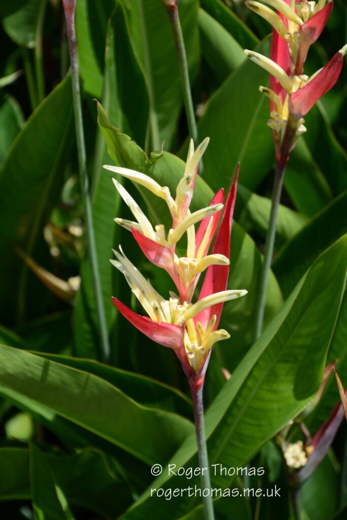 Juron Lake Gardens 022