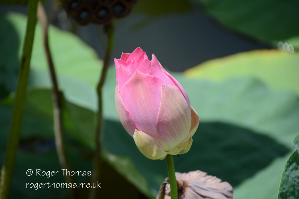 Juron Lake Gardens 045