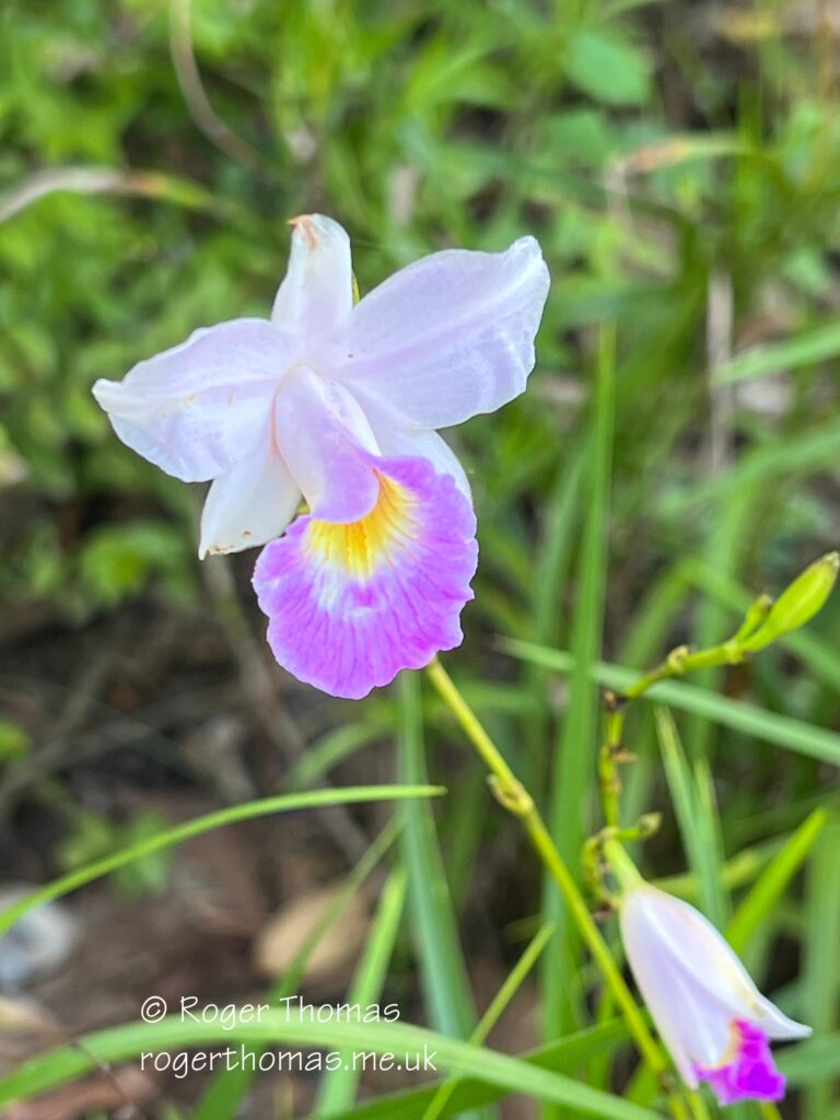 Juron Lake Gardens 054