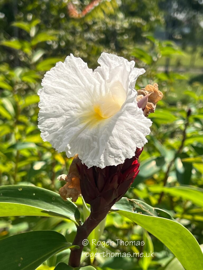 Juron Lake Gardens 060