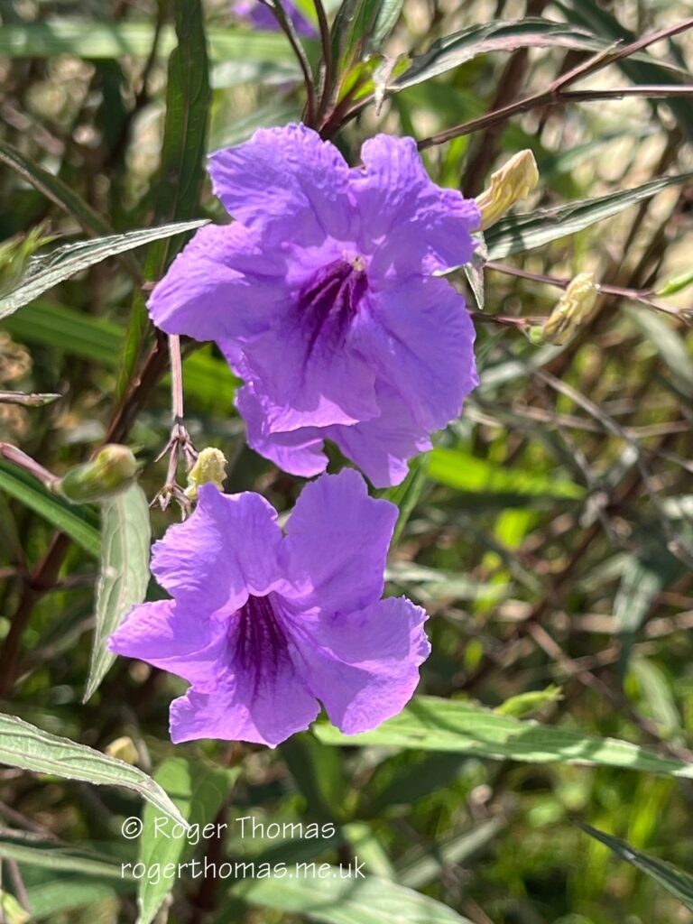 Juron Lake Gardens 083