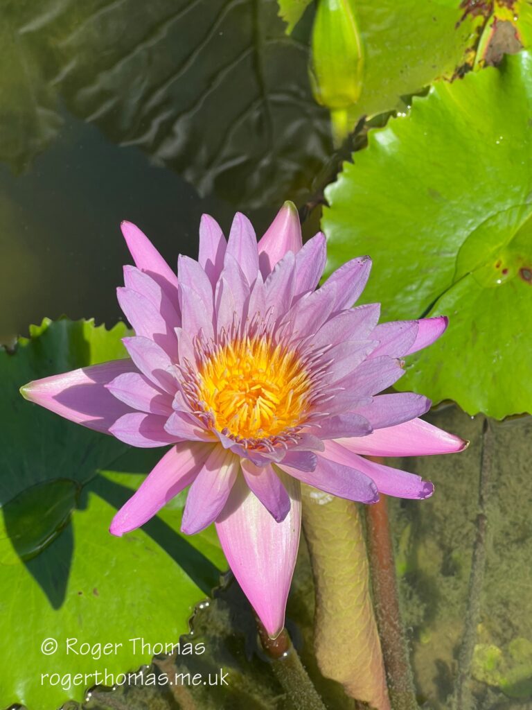 Juron Lake Gardens 084