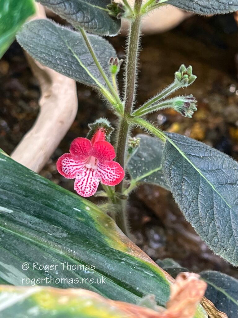 Juron Lake Gardens 087