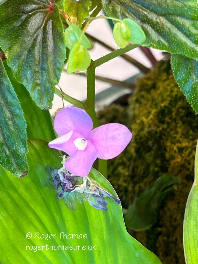 Juron Lake Gardens 088