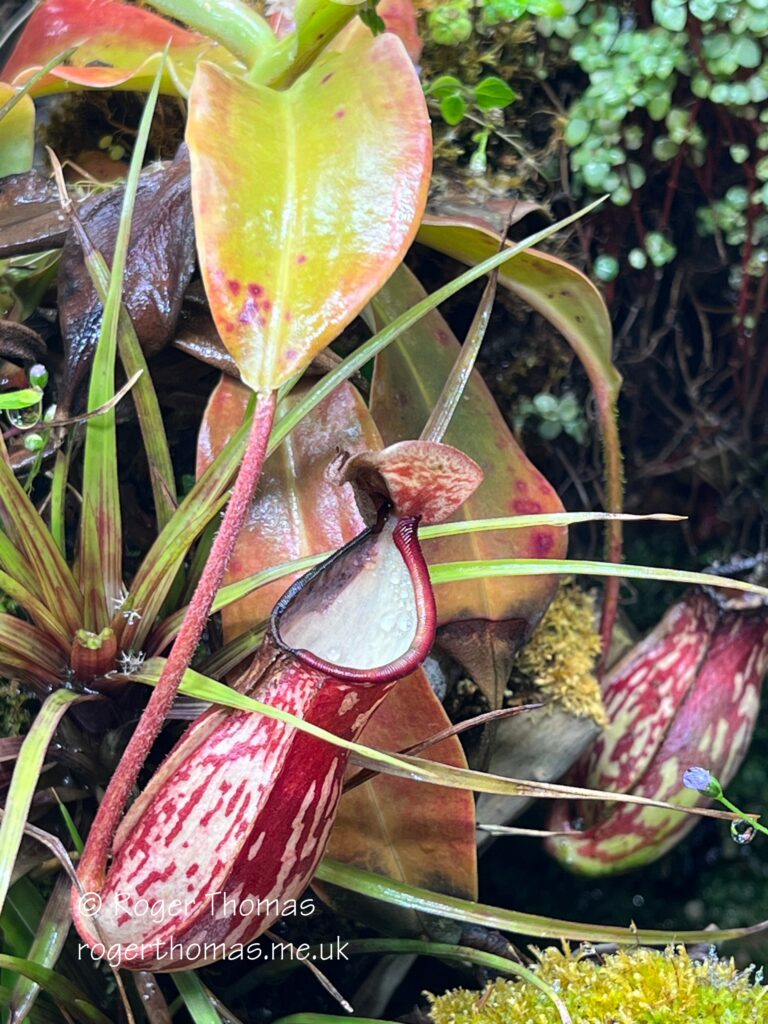 Juron Lake Gardens 089