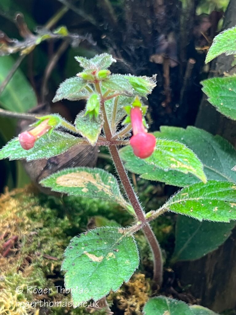 Juron Lake Gardens 090