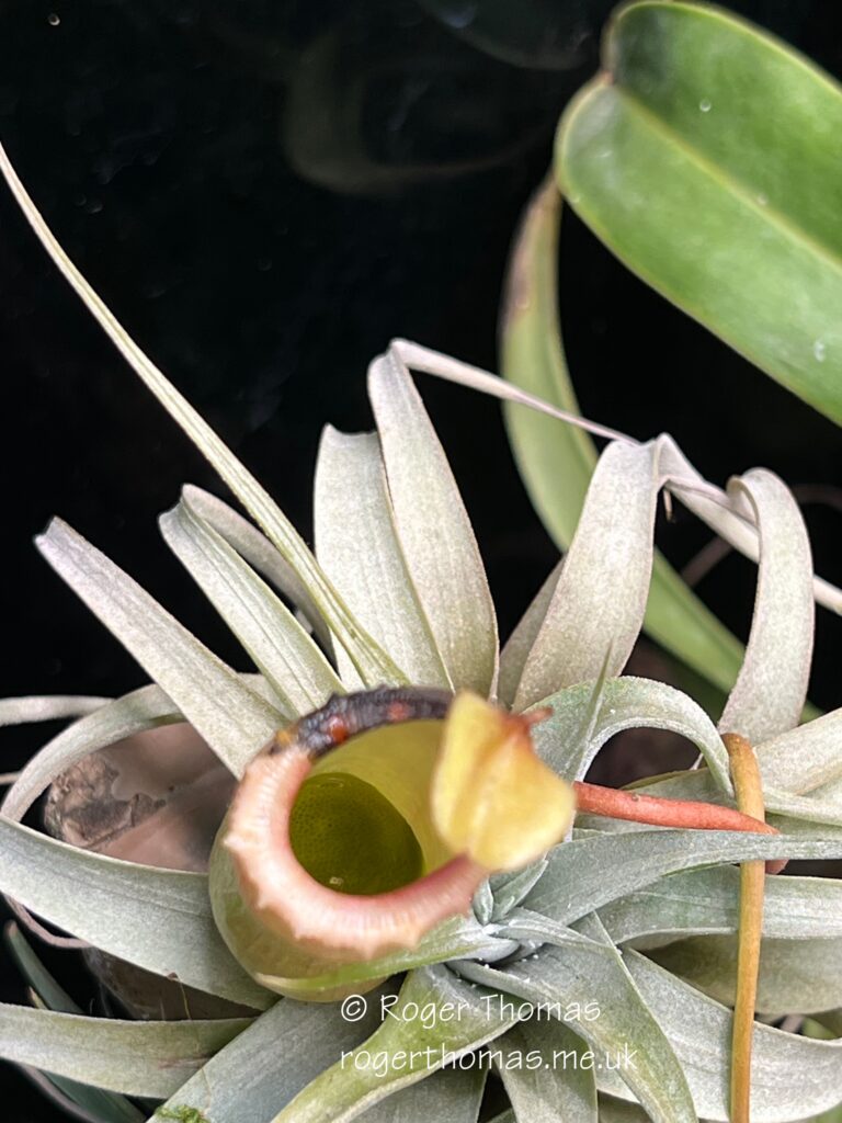 Juron Lake Gardens 091