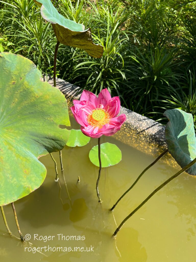 Juron Lake Gardens 099